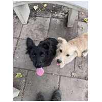 Áfonya, 5 hónapos keverék kislány #7