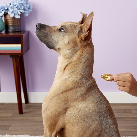 Dermoscent Essential 6 spot-on kutyáknak és kisemlősöknek