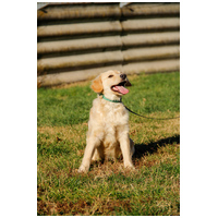 Nugát, 5 hónapos keverék fiúcska #7