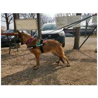 Kira, 3 éves, 61 cm magas, szuka #2