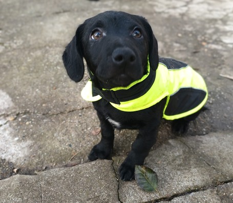 Oszi, kölyök kutyus, kan