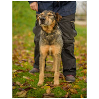 Pongó, 7 éves, kan #5