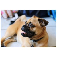 Delikan Original Junior kölyöktáp #2