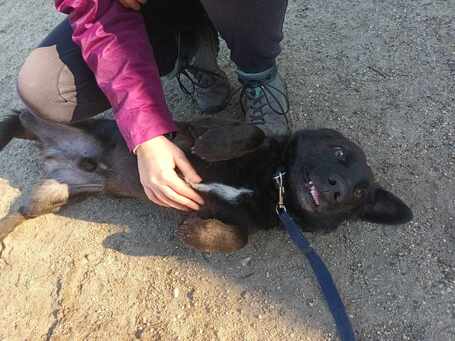 Csokoládé, négy éves, kan