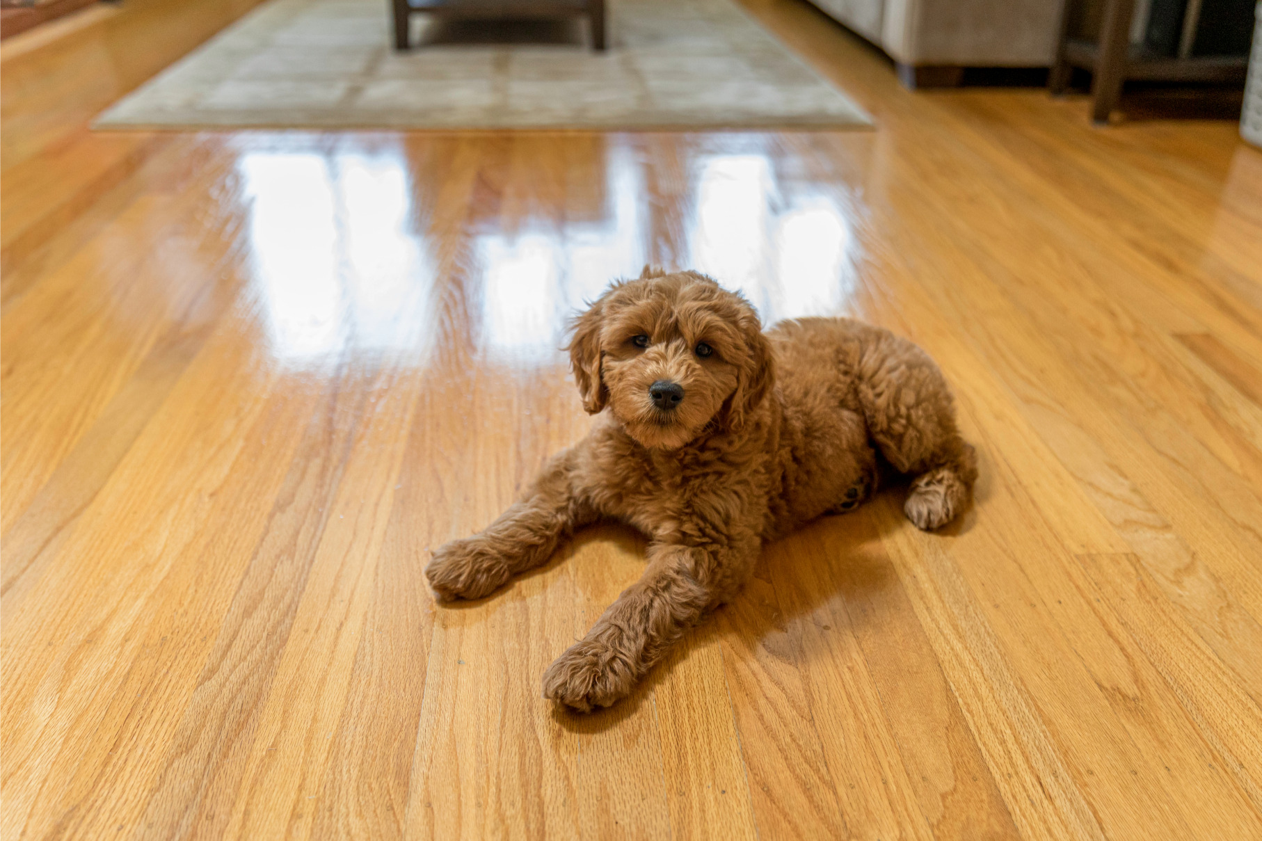 Goldendoodle kölyök