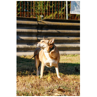 Poppy, 11 éves ivartalanított idős hölgy