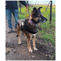 Quimby, 12 éves, kan #2