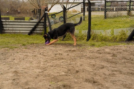 Szultán, négy éves, kan