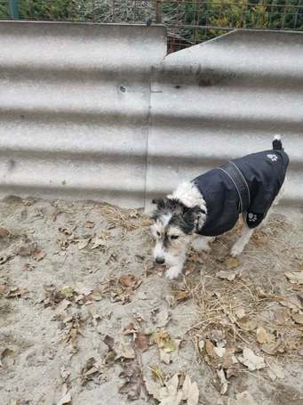 Topi, 10 éves, 44 cm magas, foxi keverék, kan