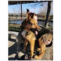 Molly, 1 éves, némejuhász keverék, szuka #3