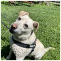 Amy, ivartalanított szuka kutyus #4