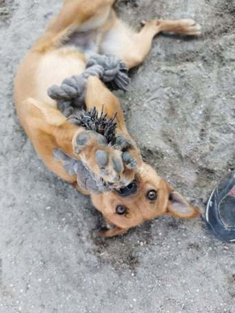 Csoma, 5 éves, 40 cm magas, ivartalanított kan