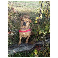 Mochi, 2 éves ivartalanított szuka #5