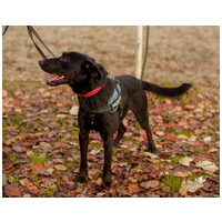 Aji, 2 éves, szuka #4