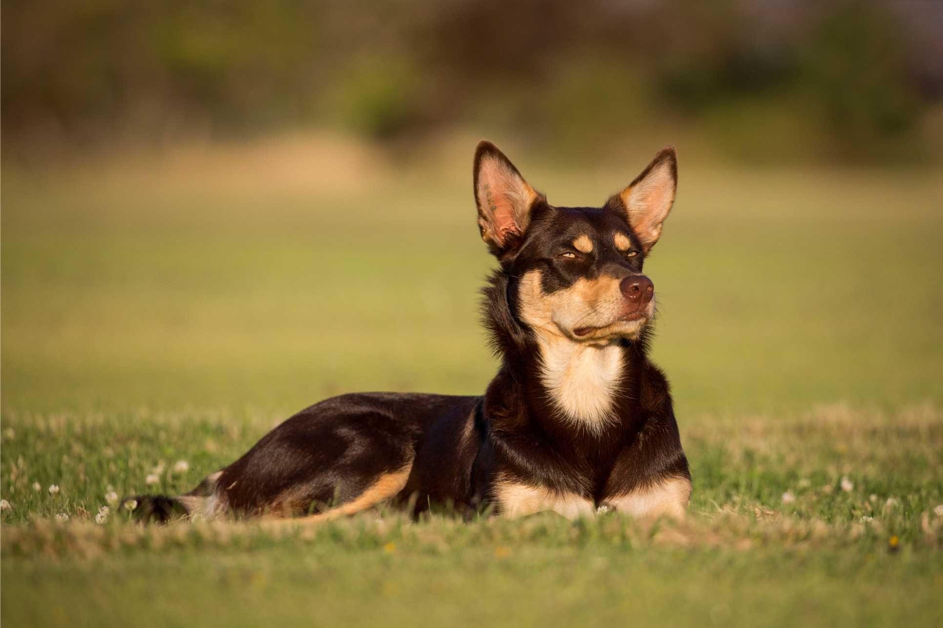 Kelpie kutyafajta