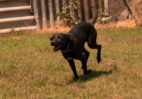 Eperke, 5 éves, 47 cm magas, szuka