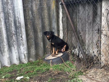 Gizi, 6 éves, 48 cm magas, szuka