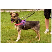 Chuck, 6 éves, 46 cm magas, kan #5