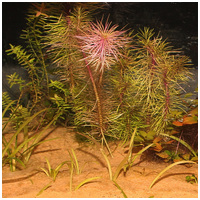 JBL Sansibar Orange természetes akvárium talaj #3