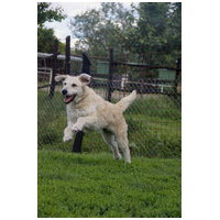 Sziszike, 8 éves, ivartalanított szuka kutyus #7