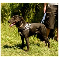 Eperke, 5 éves, 47 cm magas, szuka #3