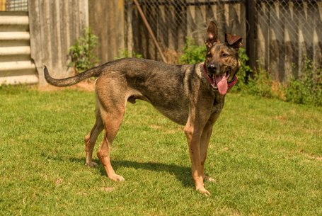 Kajla, 4 éves, 65 cm magas, kan