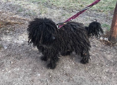 Gombóc Artúr, 12 éves, 44 cm magas, puli, kan