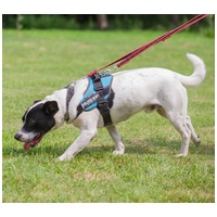 Sparko, két éves, 48 cm magas, kan #4