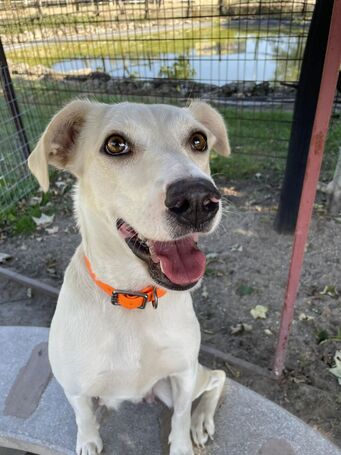 Vacak, egy éves, szuka