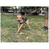 Smokey, 4 éves ivartalanított kan kutyus #6