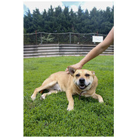 Pufirizsa, 8 éves ivartalanított szuka #5