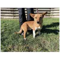 Chino, 7 hónapos keverék kisfiú #4