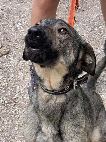 Kópé, 5 éves, 50 cm magas, kan