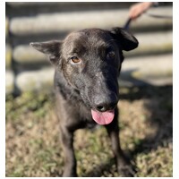 Csokoládé, négy éves, kan #5