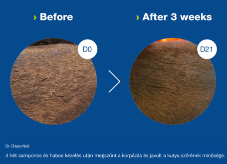 Douxo S3 Seb sampon kutyáknak és macskáknak