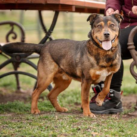 Wilson, 6 éves, 48 cm magas, kan