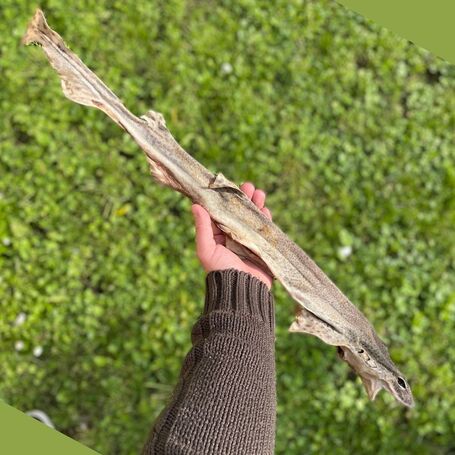 Barf Love egész cápa fogtisztító rágóka