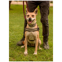 Natasa, 6 éves, 48 cm magas, szuka #4