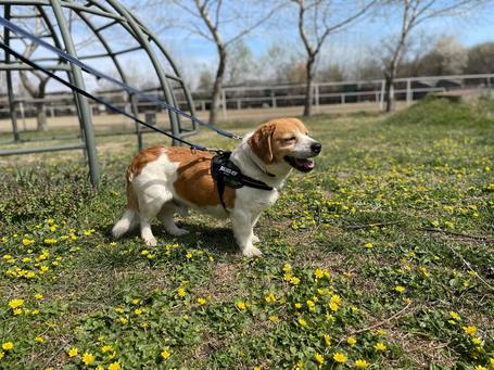 Carlos, 11 éves, kan