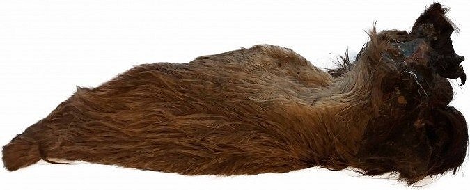 Teomann szárított szőrös szarvasfülek