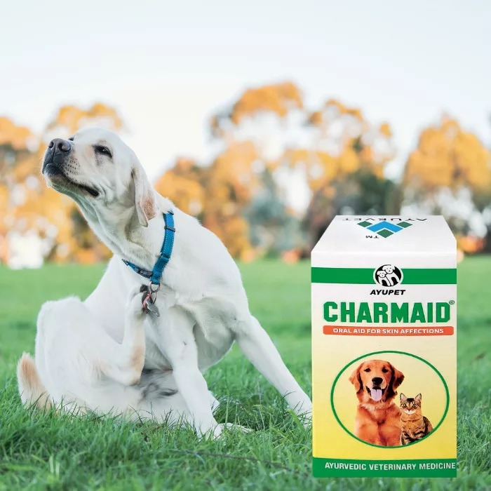 Charmaid capsulă împotriva alergiilor și a bolilor de piele - zoom