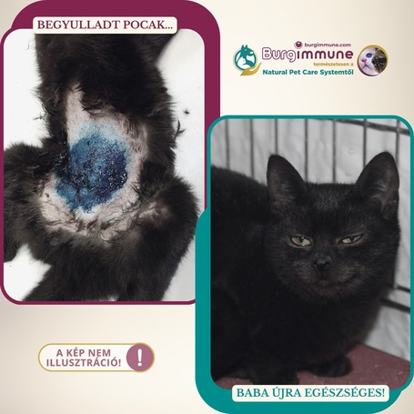 Burgimmune immunerősítő por