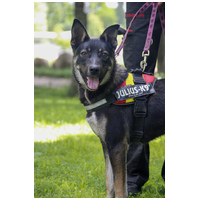 Hektor, kan kutyus gazdit keres #16