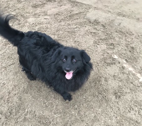 Luke, 6 éves, 40 cm magas, kan