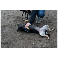 Robin, ivartalanított lányka gazdit keres #10