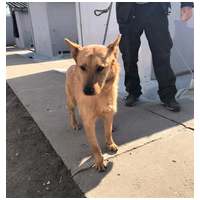 Titusz, 1 éves, 50 cm magas, kan #8