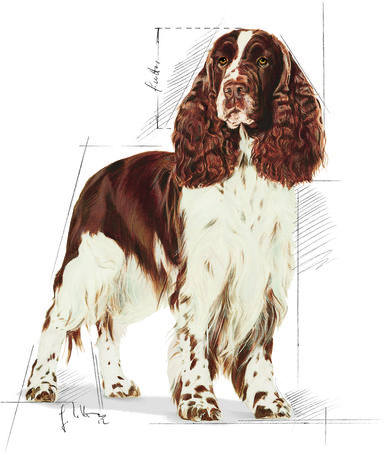 Royal Canin Medium Light Weight Care - Száraz táp hízásra hajlamos, közepes testű felnőtt kutyák részére