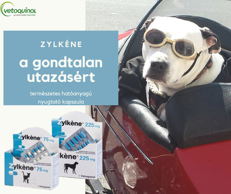 Zylkéne nyugtató kapszula közepes és nagytestű kutyáknak