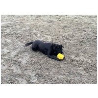 Cherry, 1 éves, 52 cm magas, szuka #4