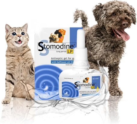 Stomodine L.P. antibakteriális szájfertőtlenítő gél kutyáknak és macskáknak
